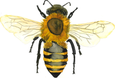 WYLD BEES